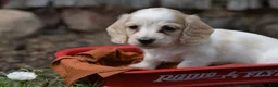Miniature Dachshund dogs for sale: Miniature Dachshund 2 - Ad 7