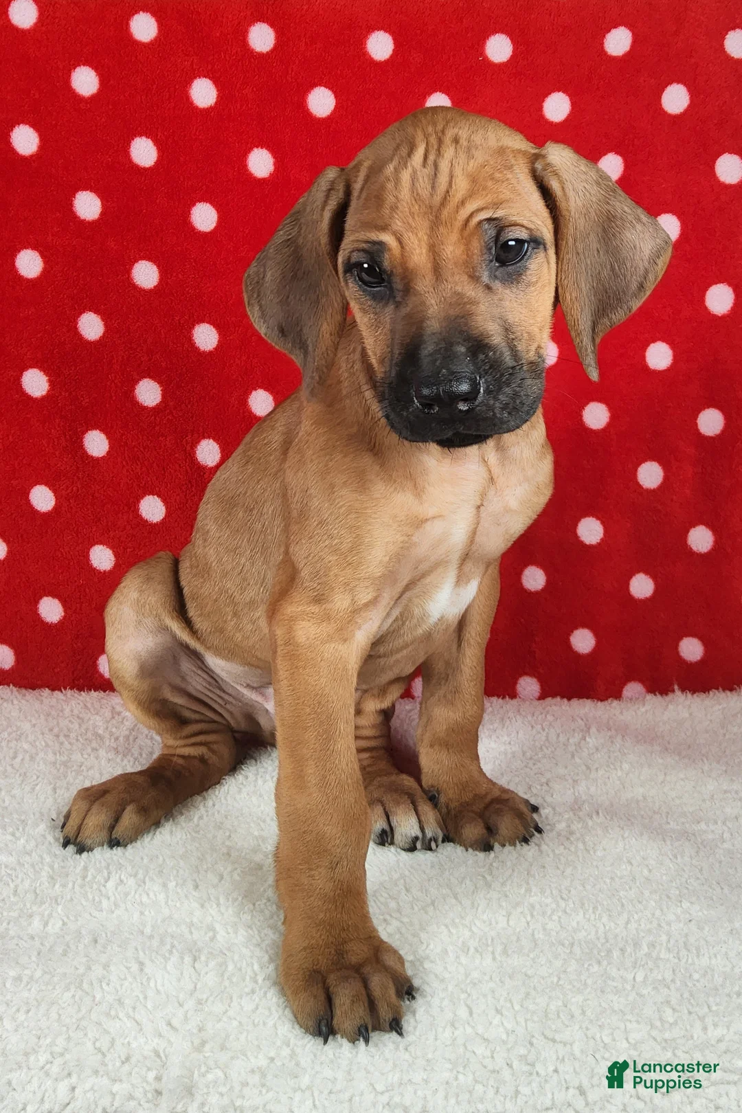 Rhodesian Ridgeback dogs for sale: Maverick - Ad 8