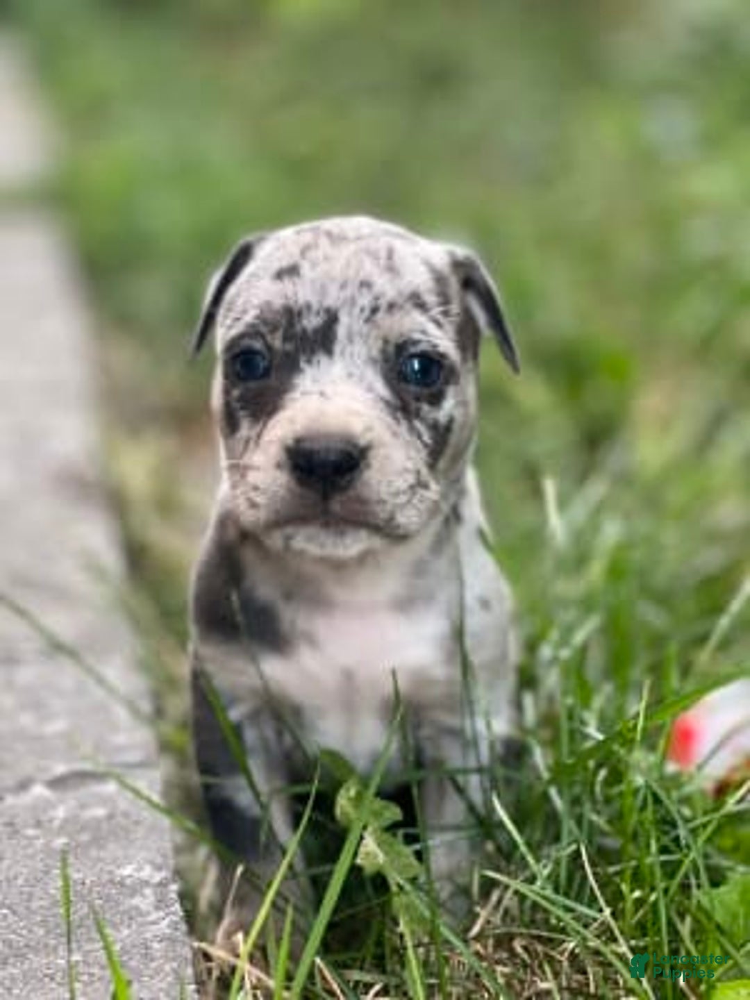 Gallery Image {{count}}