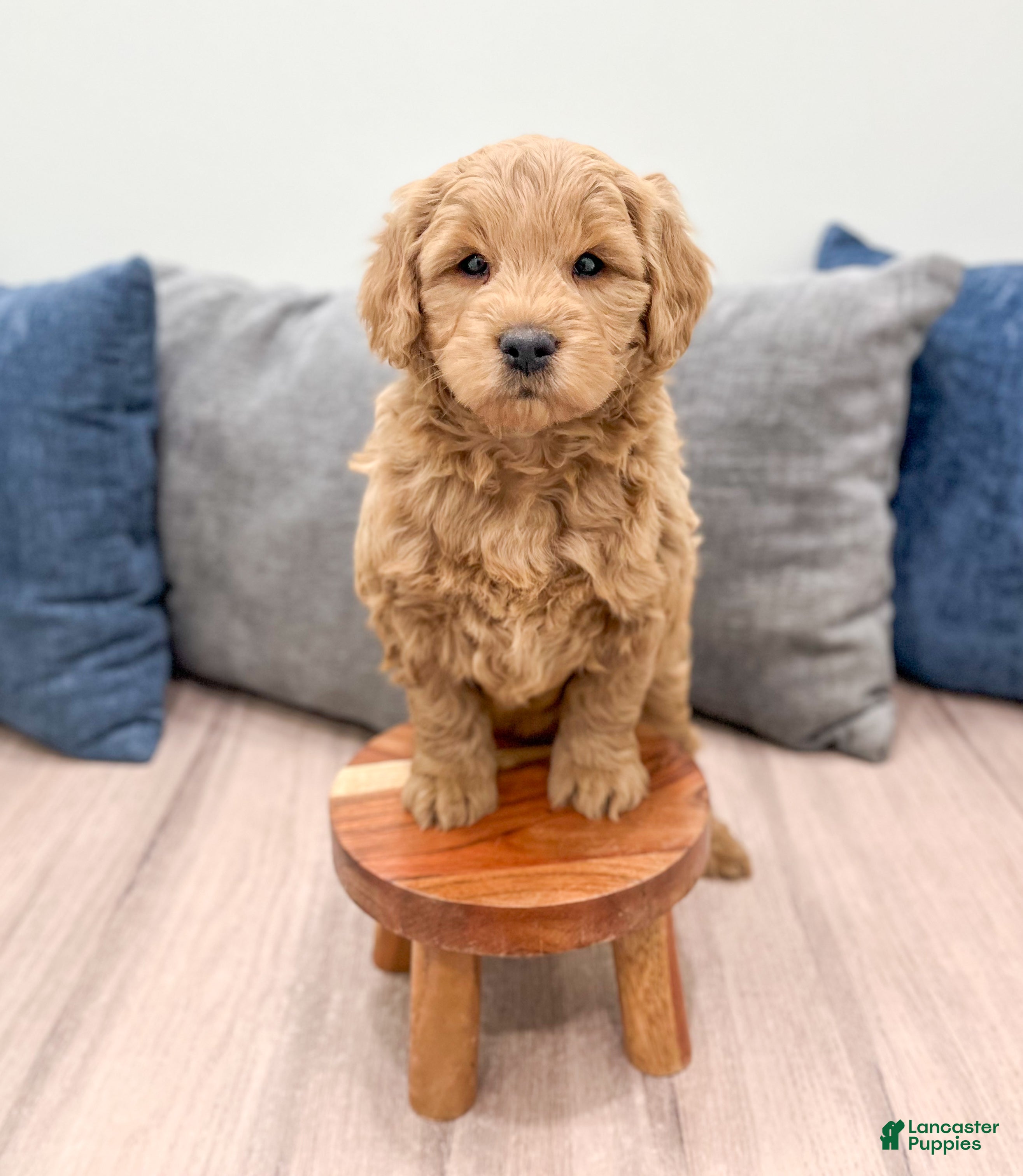 Mini Goldendoodle dogs Ryder - Ad 2