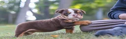 Beabull dogs for sale: Rosie - Ad 6