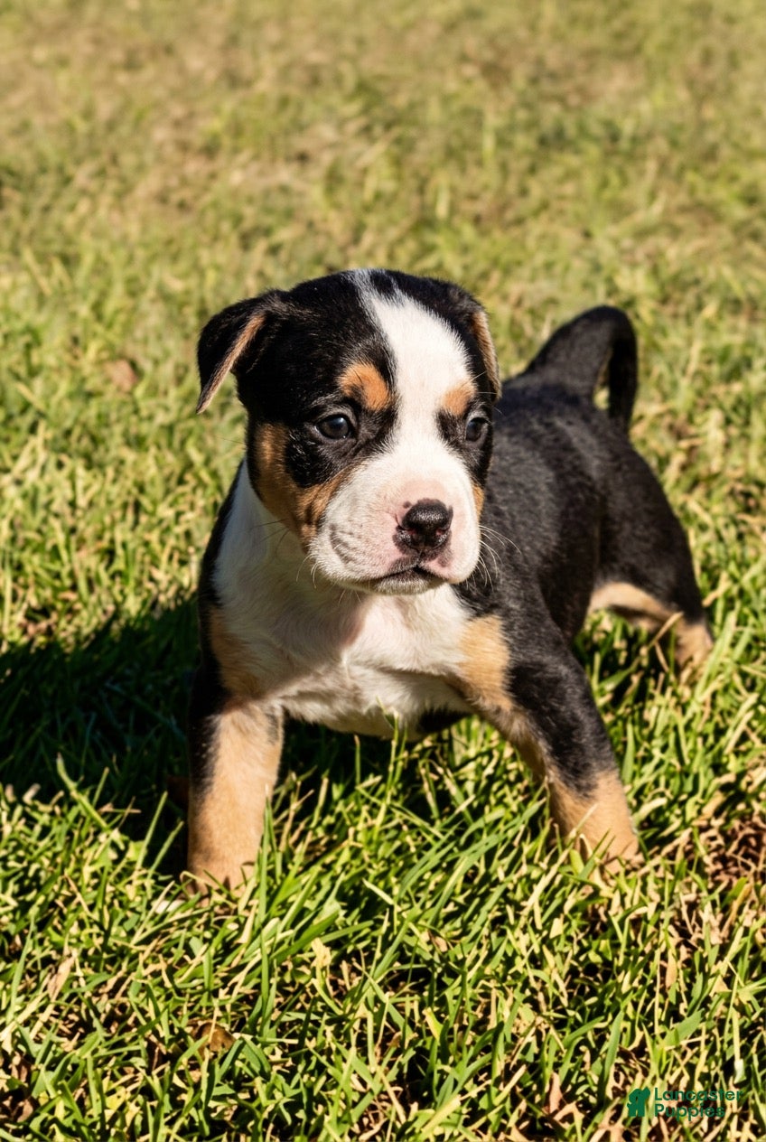 American Bully