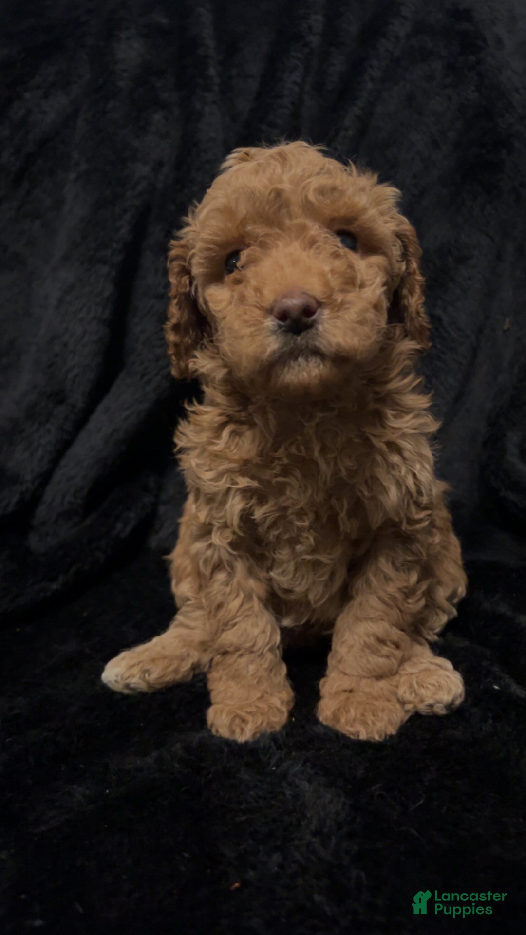 Mini Goldendoodle dogs for sale: Ms French Toast - Ad 3