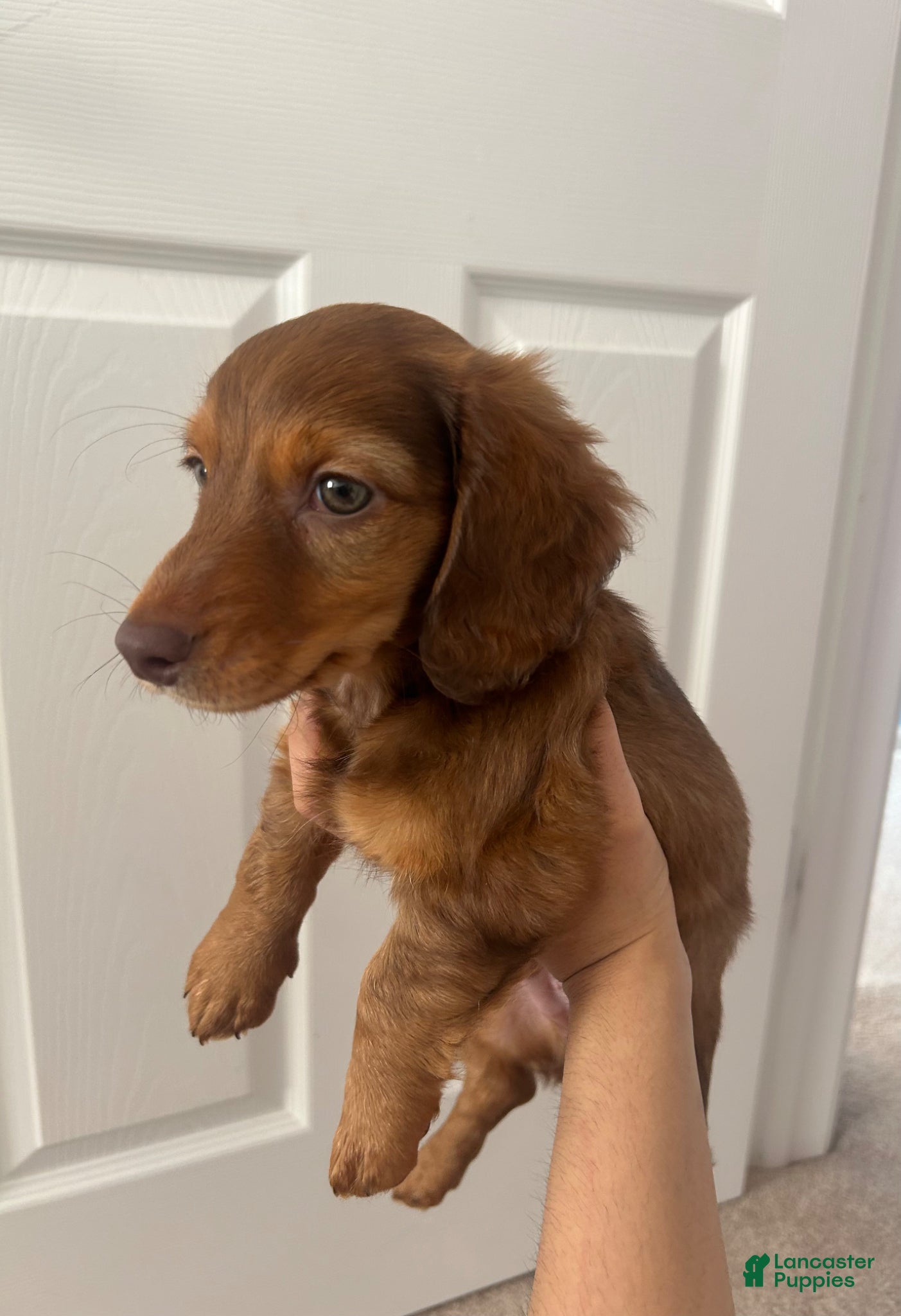 Miniature Dachshund dogs Miniature Dachshund Puppy 1 - Ad 40