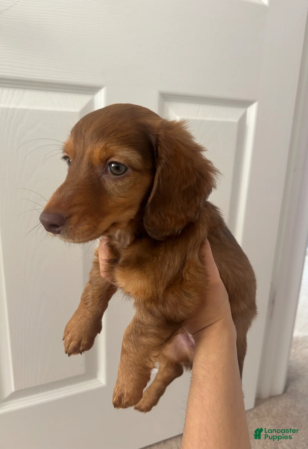 Miniature Dachshund dogs for sale: Miniature Dachshund Puppy 1 - Ad 1