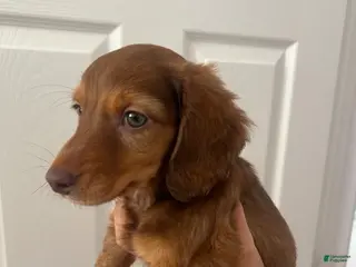 Miniature Dachshund dogs Miniature Dachshund Puppy 1 - Ad 40
