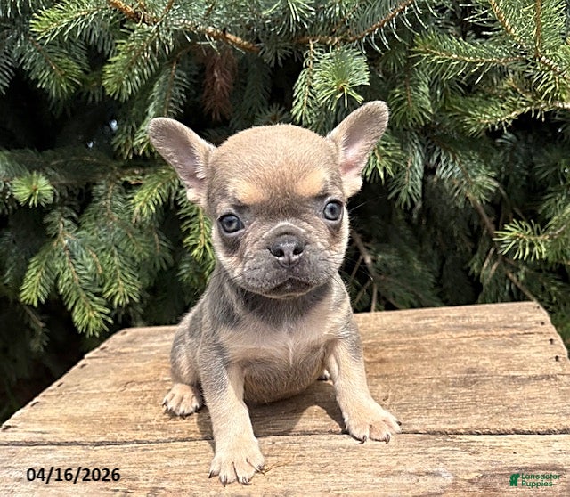 French Bulldog dogs Maci  - Ad 1