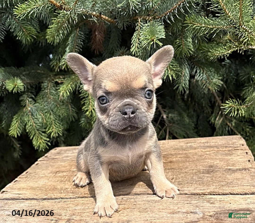 French Bulldog dogs for sale: Maci  - Ad 1