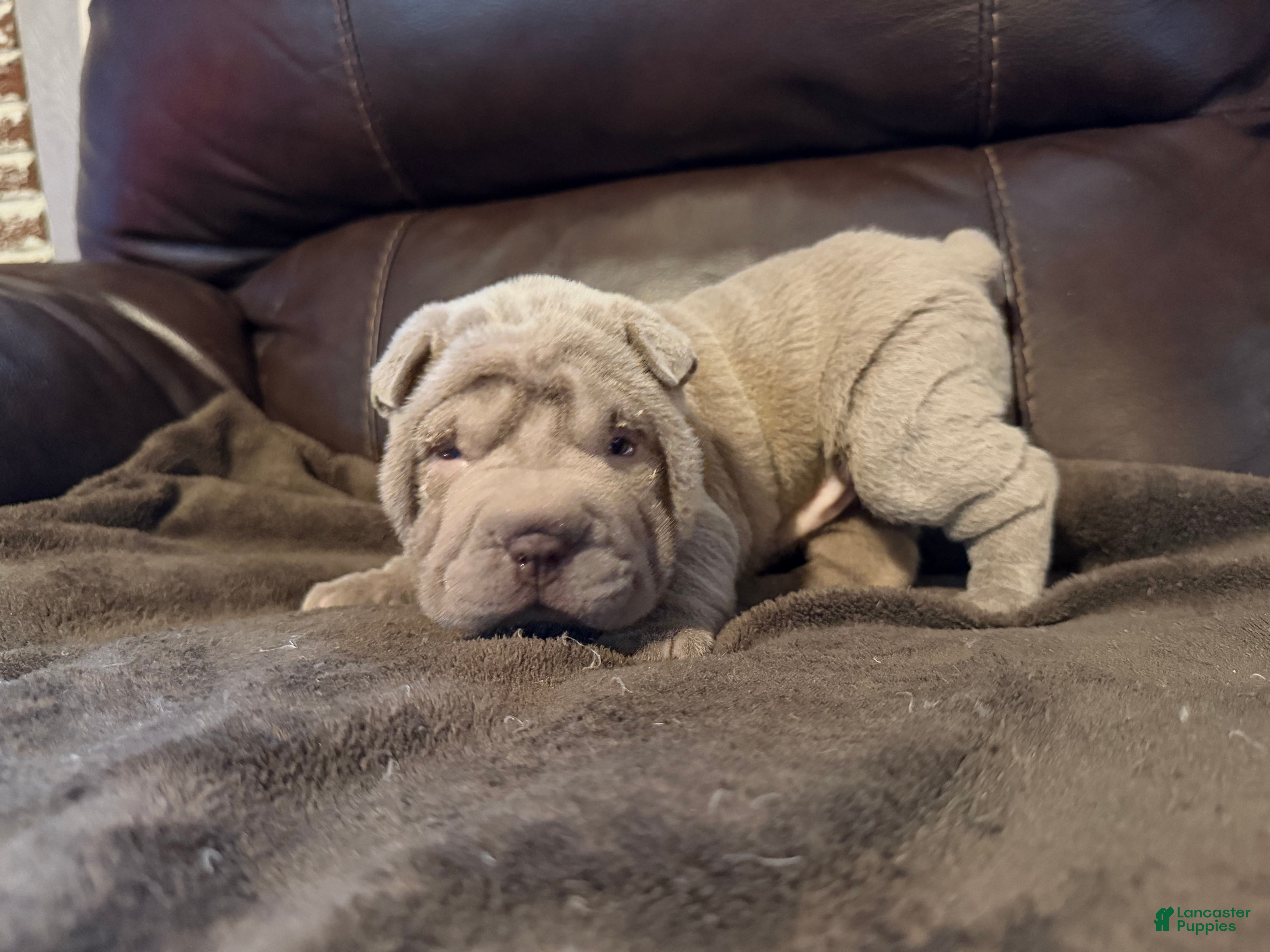 Shar Pei dogs Rose - Ad 20