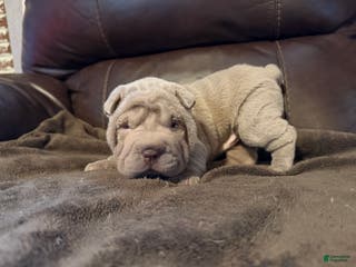 Shar Pei dogs Rose - Ad 9