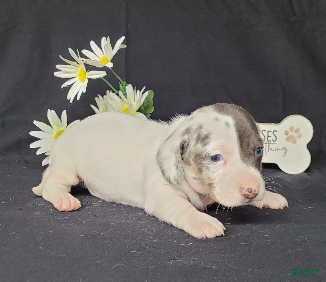 Miniature Dachshund dogs for sale: Cooper AKC Reg Dapple Pie - Ad 1