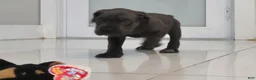 Cane Corso dogs for sale: Cane Corso 1 - Ad 3