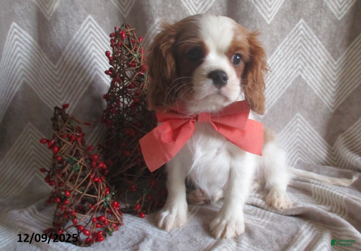 Cavalier King Charles Spaniel dogs Hosea - Ad 36