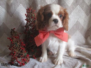 Cavalier King Charles Spaniel dogs Hosea - Ad 1