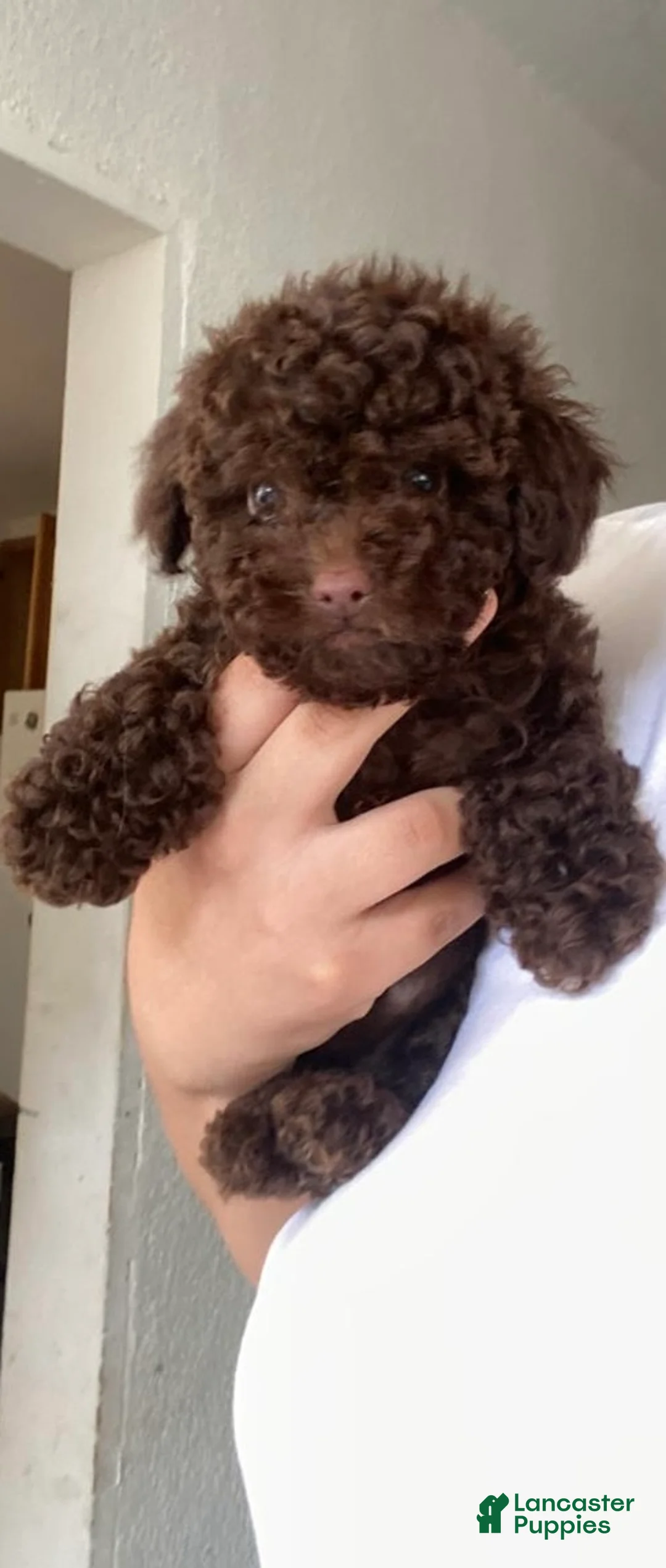 Toy Poodle dogs for sale: Teddy  - Ad 2