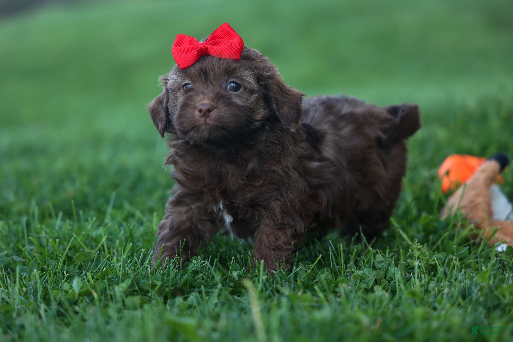 Havapoo dogs OLIVER - Ad 2