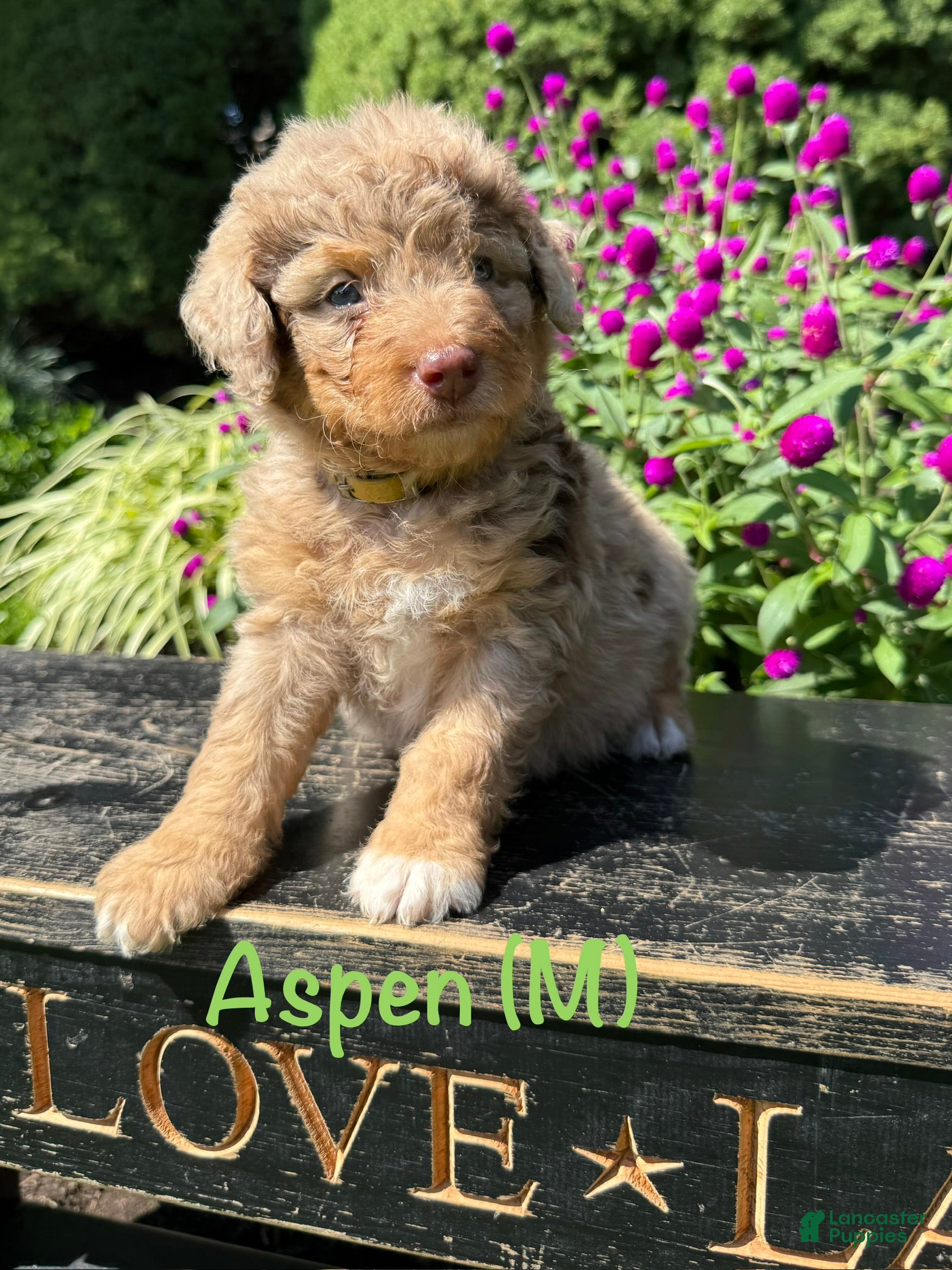 Bernedoodle dogs for sale: Aspen - Ad 2