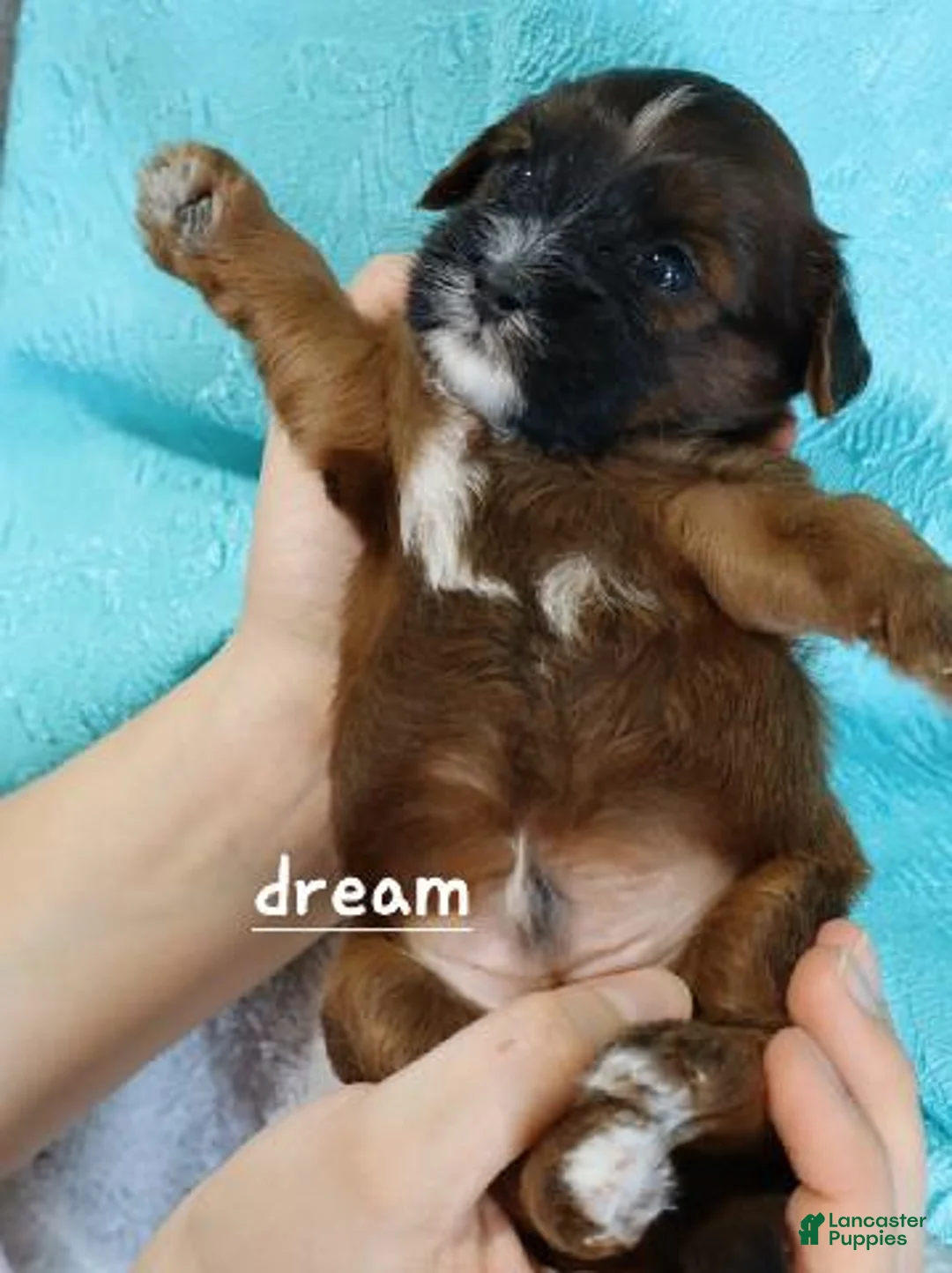 Mixed Breed dogs for sale: Elon - Ad 5