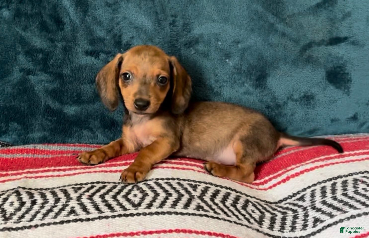 Dachshund dogs Circe - Ad 24