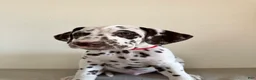 Dalmatian dogs for sale: Dalmatian Puppy 1 - Ad 4