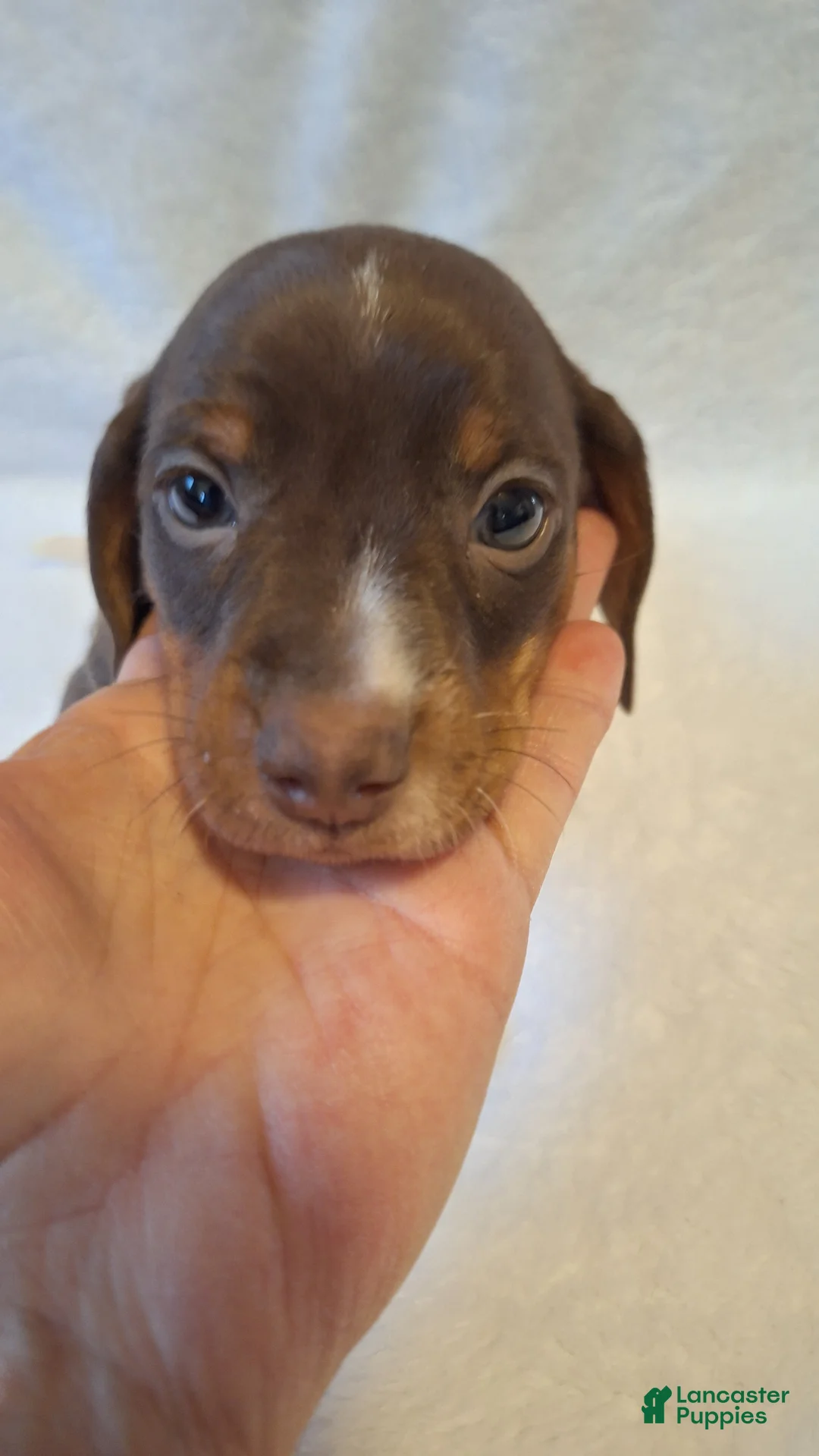 Dachshund dogs for sale: Milo - Ad 6