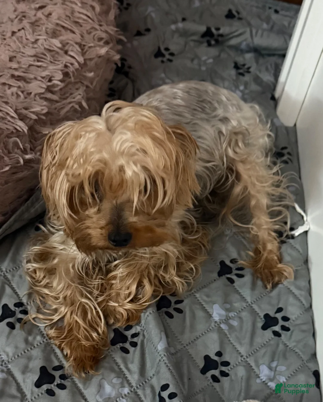 Yorkshire Terrier dogs for sale: Yorkshire Terrier 1 - Ad 2