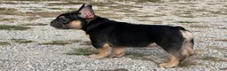 French Bulldog dogs for sale: Flynn  - Ad 3