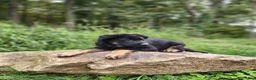 German Shepherd dogs for sale:  Tar - Ad 25