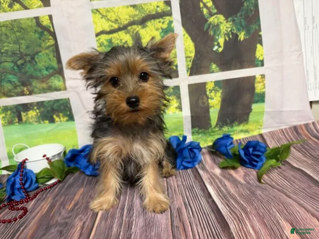 Yorkshire Terrier dogs for sale: Sawyer - Ad 2