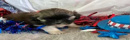 Shih Tzu dogs for sale: Zane - Ad 6