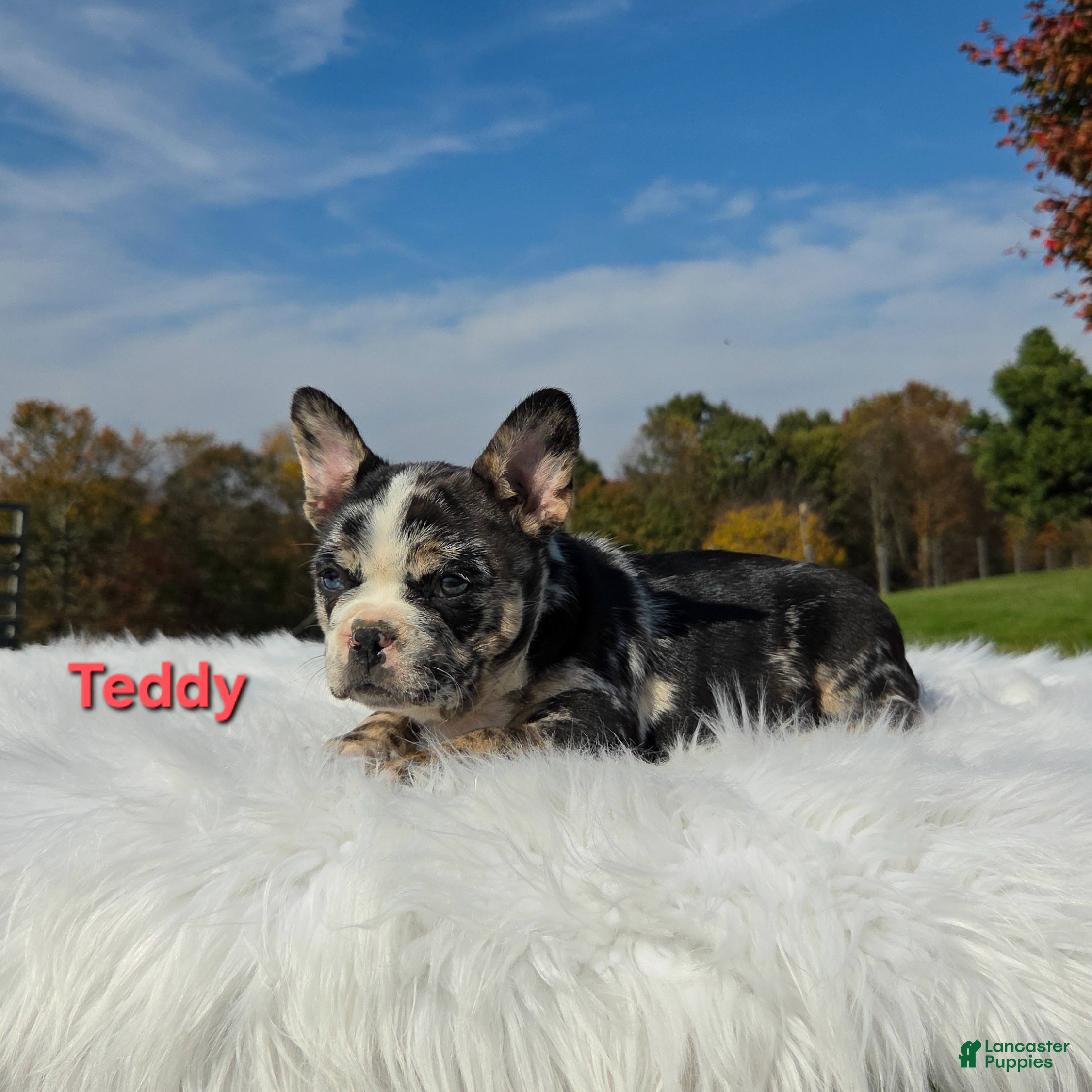 Mixed Breed dogs for sale: Teddy - Ad 1