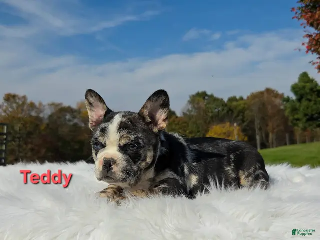 Mixed Breed dogs for sale: Teddy - Ad 1