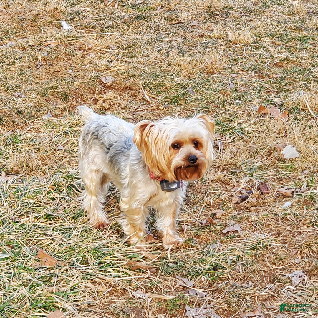Yorkshire Terrier dogs for sale: Mandy - Ad 2