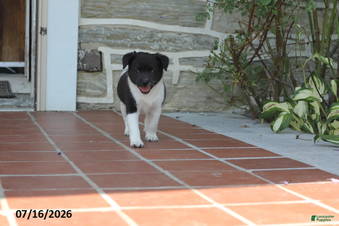 Toy Fox Terrier dogs for sale: Missy - Ad 2
