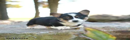 Welsh Corgi Pembroke dogs for sale: Harley - Ad 3