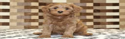 Cavapoo dogs for sale: Oscar - Ad 3