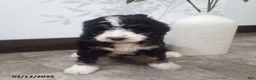 Bernedoodle dogs for sale: Mindy - Ad 3