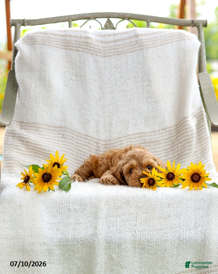 Cockapoo dogs Calvin - Ad 2