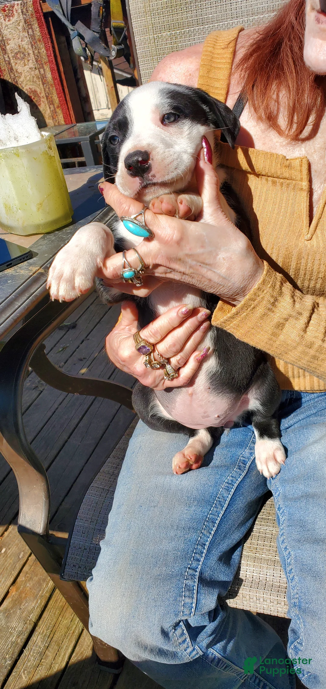 Mixed Breed dogs for sale: Mixed Breed Puppy 2 - Ad 1