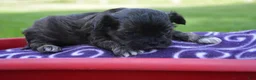 Shihpoo dogs for sale: Sharie Shihpoo 6 - Ad 1