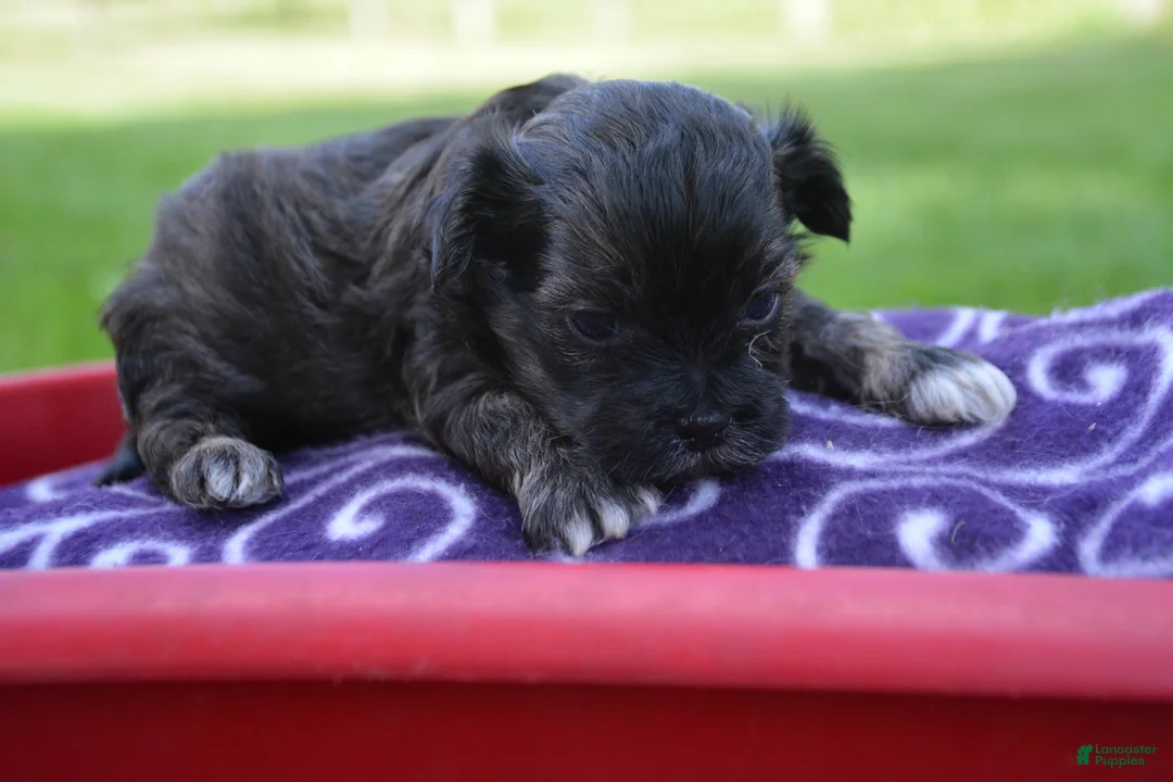 Shihpoo dogs for sale: Sharie Shihpoo 6 - Ad 1