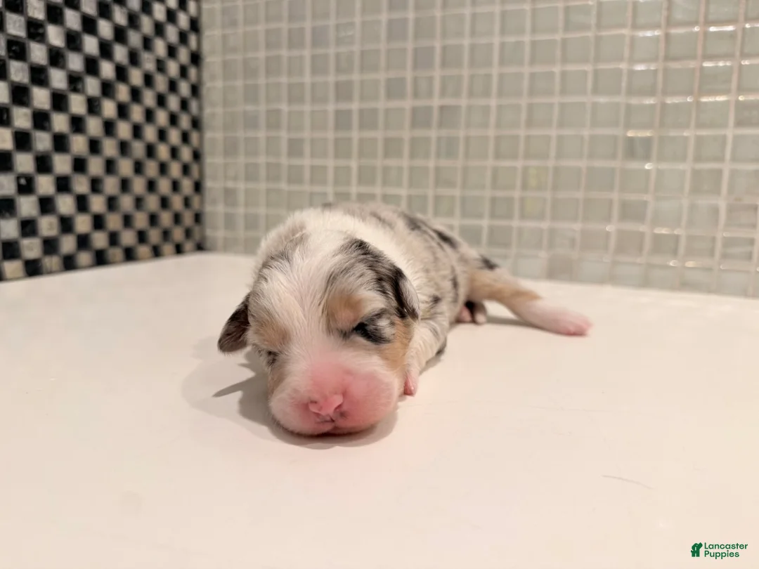 Australian Shepherd dogs for sale: Koa - Ad 3