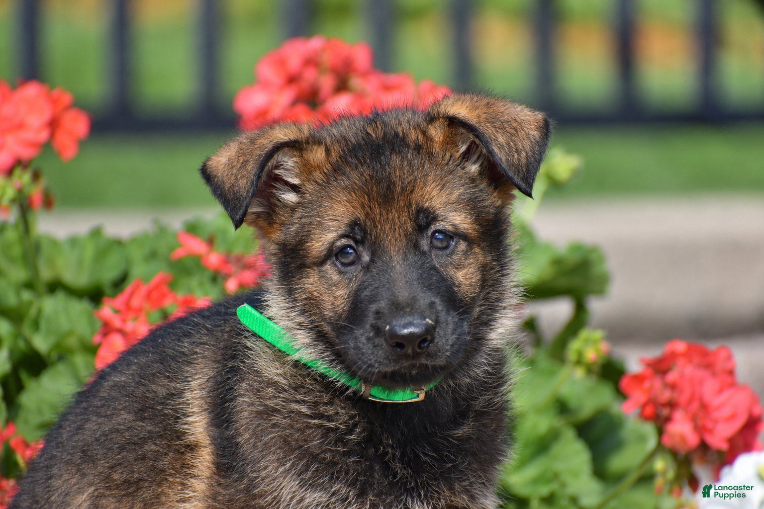 German Shepherd dogs Emma - Ad 2