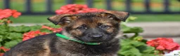 German Shepherd dogs for sale: Emma - Ad 2