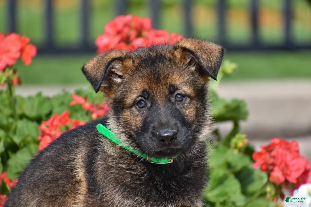 German Shepherd dogs for sale: Emma - Ad 2