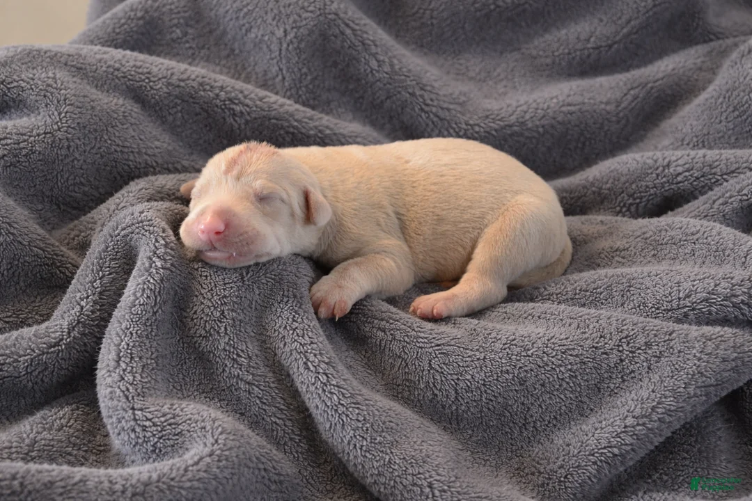 Doberman Pinscher dogs for sale: Winter - Ad 2