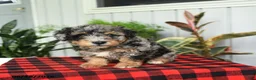 Mini Bernedoodle dogs for sale: Charlotte - Ad 5