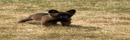 Belgian Malinois dogs for sale: Belgian Malinois 8 - Ad 6