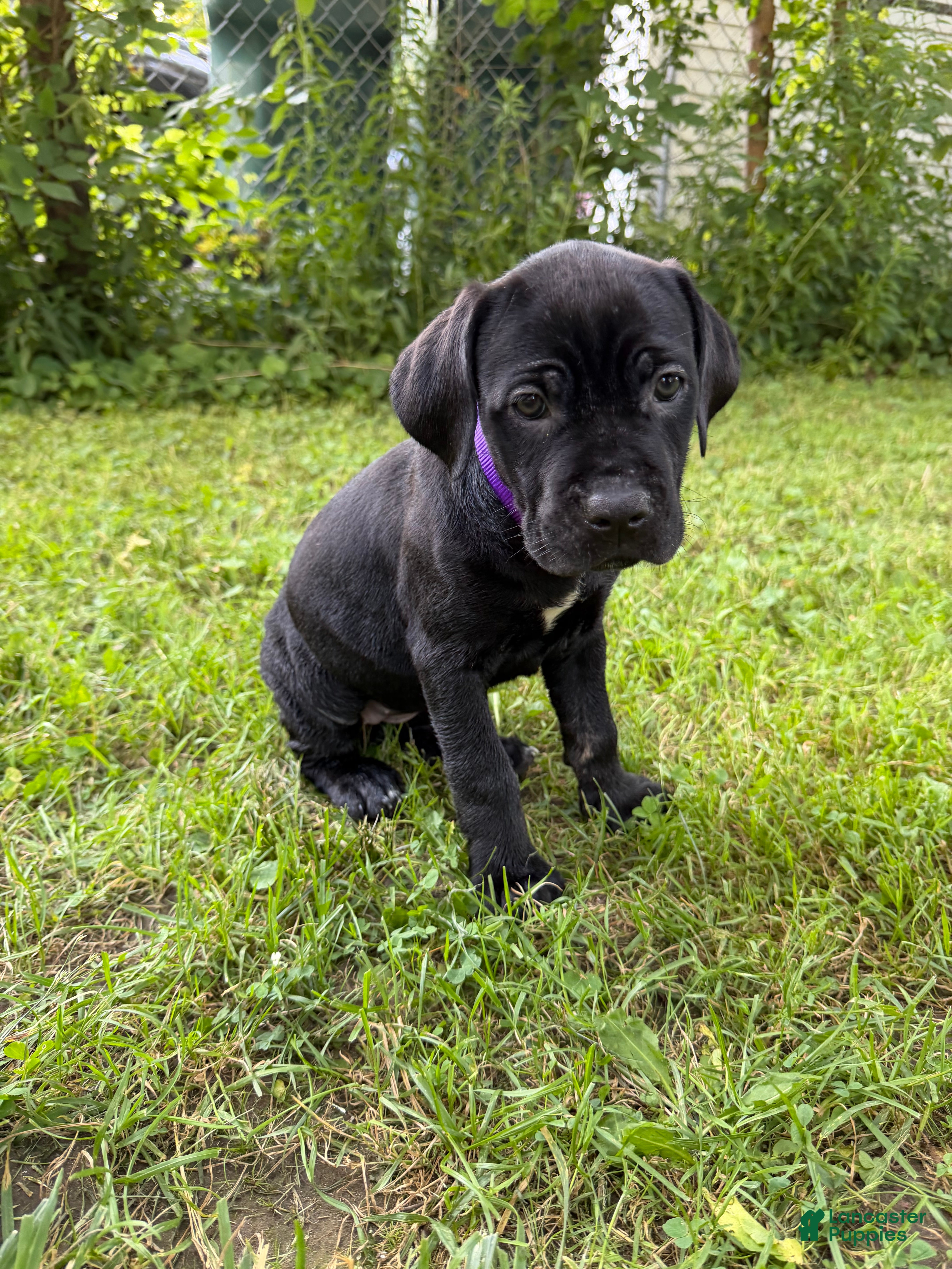 Cane Corso dogs Cane Corso 7 - Ad 2