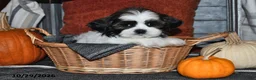 Shih Tzu dogs for sale: Zeke - Ad 5